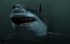 巨齿鲨是什么动物