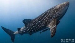 世界上最大的鱼是什么 鲸鲨是最大的重达
